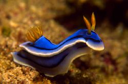 Nudibranch from Sabang Beach, Philippines. Slide scaned w... by Libor Spacek 